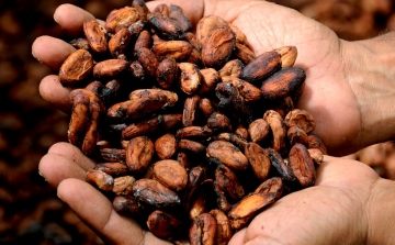 Már 3600 éve termesztheti az ember a kakaót