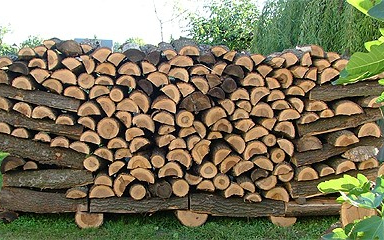 Eladta a rábízott fát