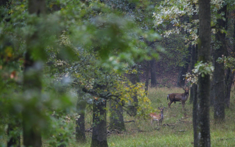 IX. TRÓFEA Fesztivál - 