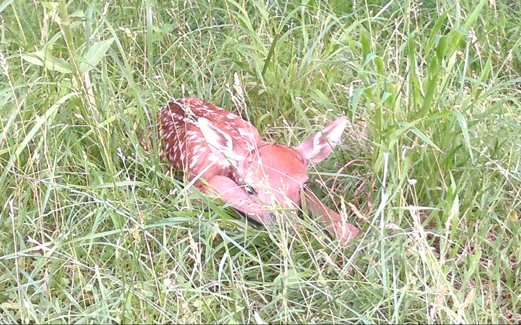 Dámborjúcska a fűben