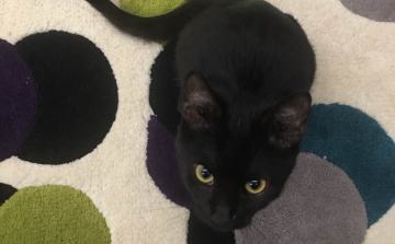 Eltűnt Mau - nagyon várják haza!