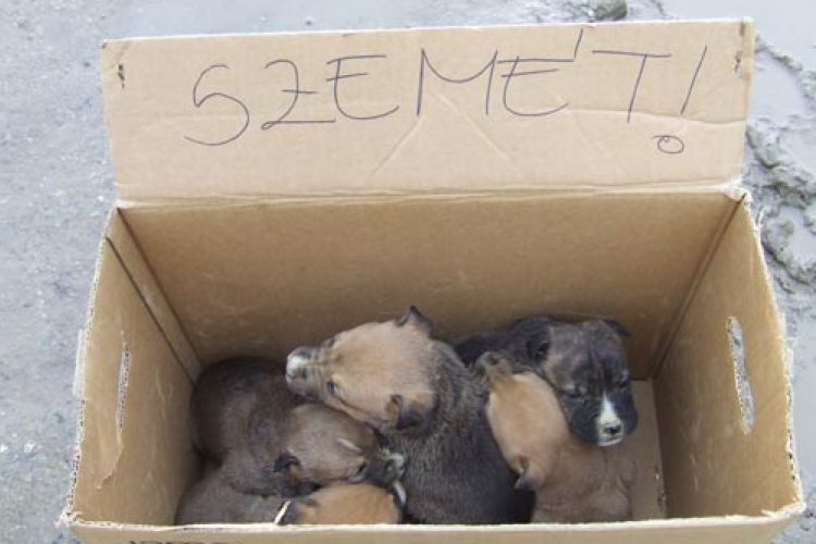 Kiskutyákat hagytak sorsukra az út szélén