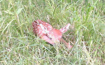 Dámborjúcska a fűben