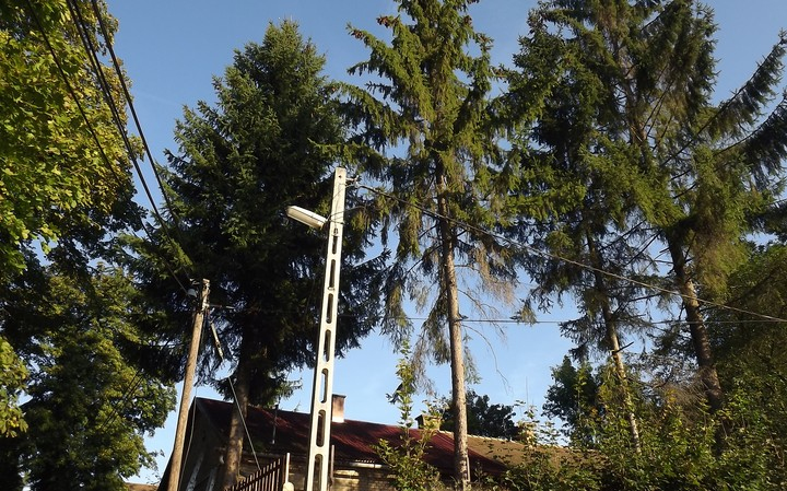 Keressük a város karácsonyfáját!