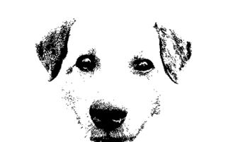 Mentsük meg a kölyökkutyákat!