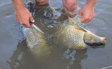 Orvhalászok akadtak a rendőrök hálójába