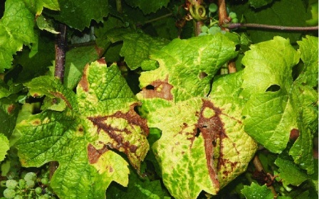 Hatalmas kárt okoz a szőlőkben az amerikai szőlőkabóca