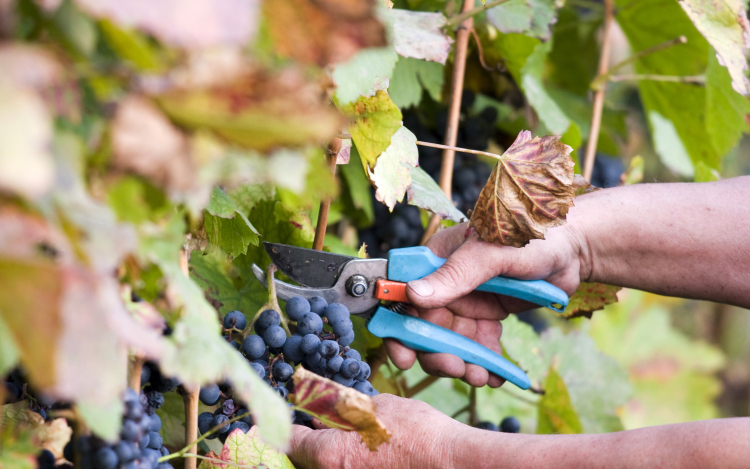 Jónak ígérkezik a szüret Tolna megyében