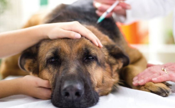 Figyelem! Mérgezik az állatokat Tamási két utcájában