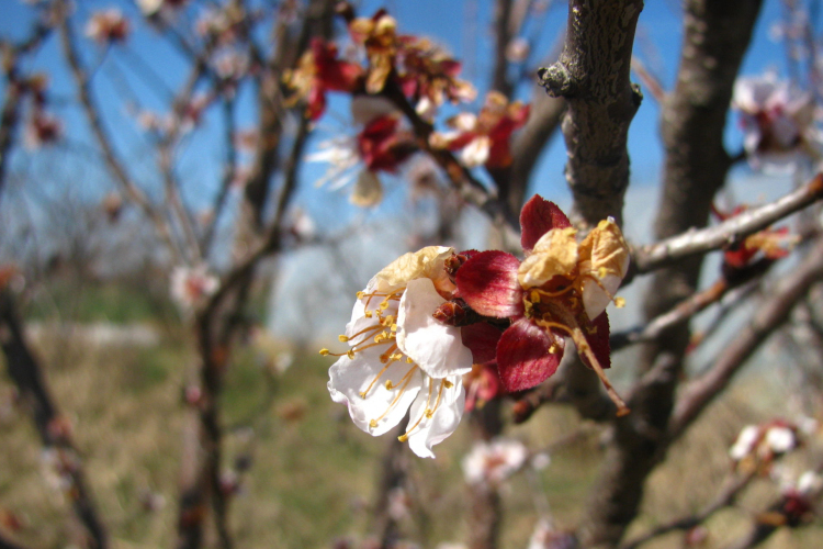 Sárgabarackból idén nem lesz sok