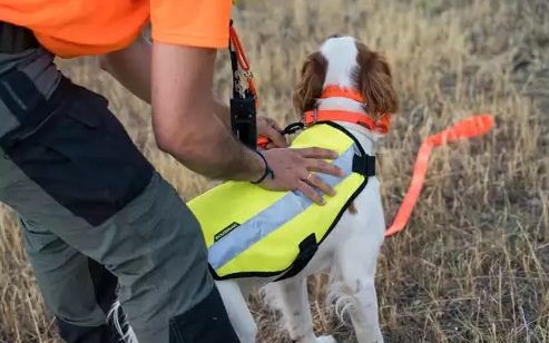 Figyeljünk a sárga nyakörves kutyákra, valószínűleg vadászkutyák, akiket keresnek 