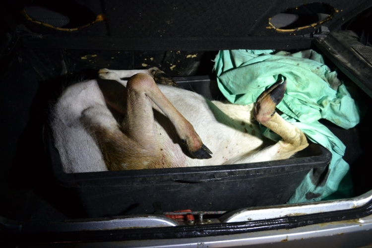 Orvvadászt fogtak a rendőrök