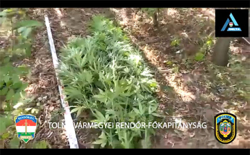 Iregszemcsén bukott le egy cannabistermesztő – videó a cikkben
