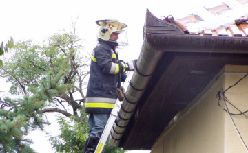 A nyári hónapok veszélyei: darazsak és méhek
