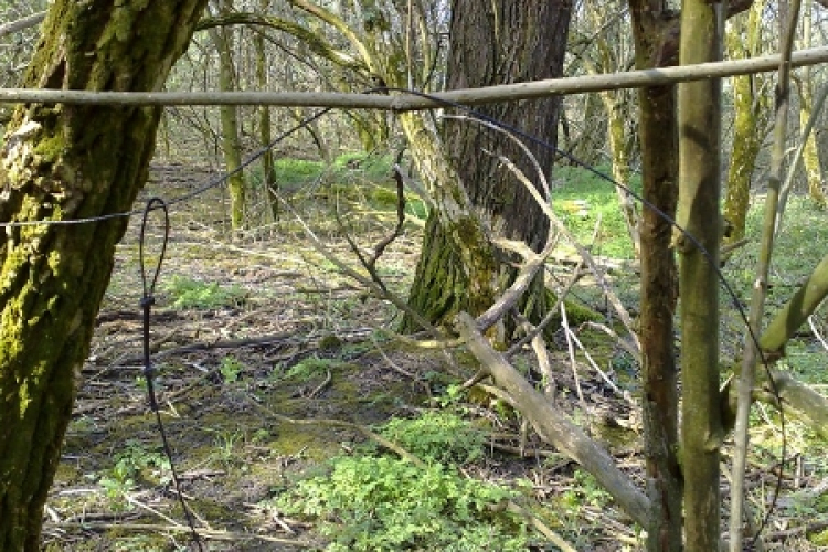 Őztetem a csomagtartóban