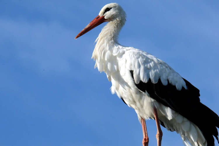 Megállítható lenne a fehér gólya állományának csökkenése 