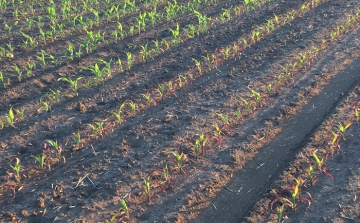 Rengeteg a teendő, javában folynak a tavaszi munkák a földeken 