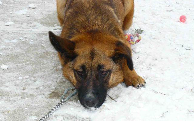 Étlen-szomjan hagyta magára kutyáját