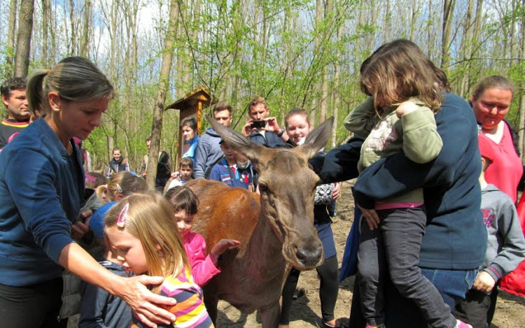 Mit esznek erdeink vadjai?