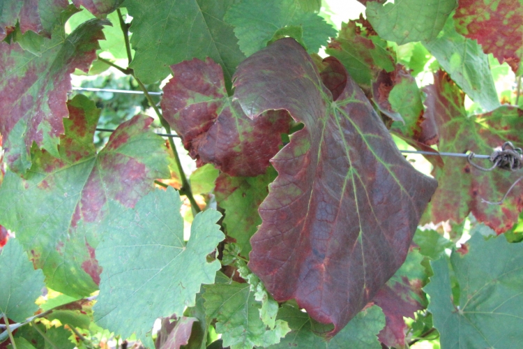 Már Tolna megyében is fellelhető a szőlő legújabb betegsége: a fitoplazma