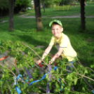 Májusfa állítás az oviban