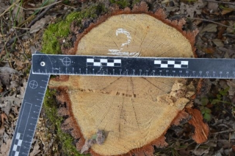 Vádemelést javasol a rendőrség a tamási falopás ügyében