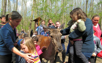 Mit esznek erdeink vadjai?