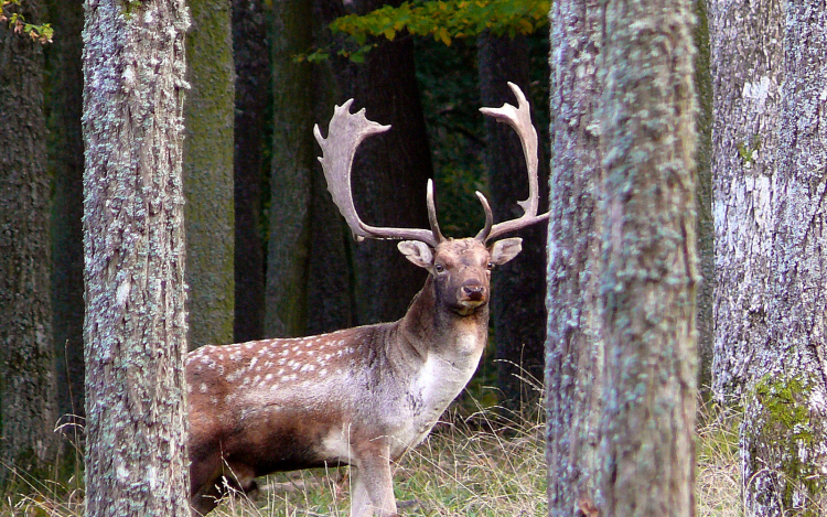 A Gyulaji dám bekerült a Tolna Megyei Értéktárba