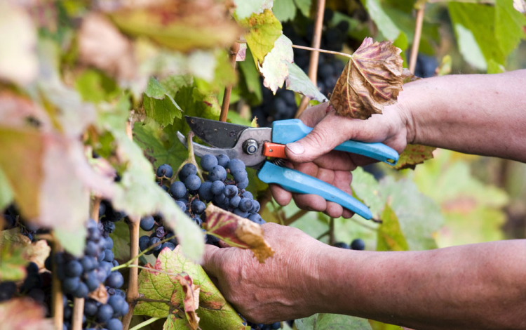 Tovább zajlik a szüreti rendezvények ellenőrzése Tolna megyében