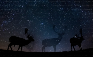 Magyarországi és afrikai éjszakai állatfotóival nyert díjat Máté Bence