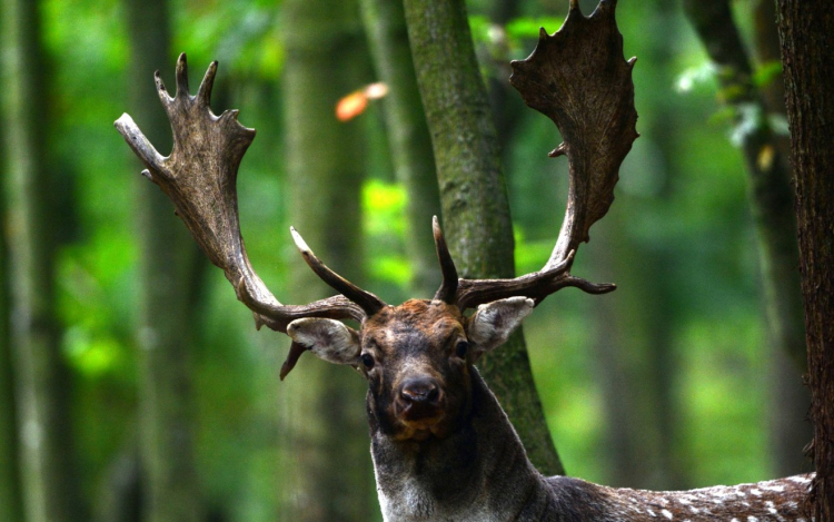 Tolnaikum lett a Gyulaji dámszarvas