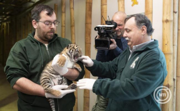 Lemondásra szólította fel a Nyíregyházi Állatpark igazgatóját a Fidesz, mivel ő lesz a Tisza jelöltje
