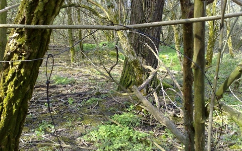 Őztetem a csomagtartóban