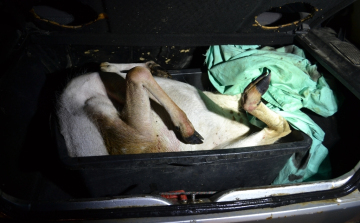 Orvvadászt fogtak a rendőrök