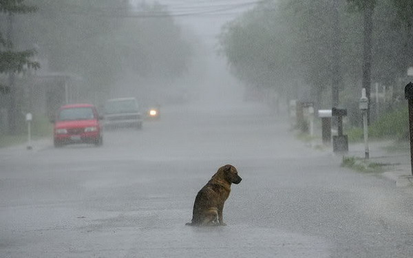Elfogták az állatkínzókat a tamási nyomozók