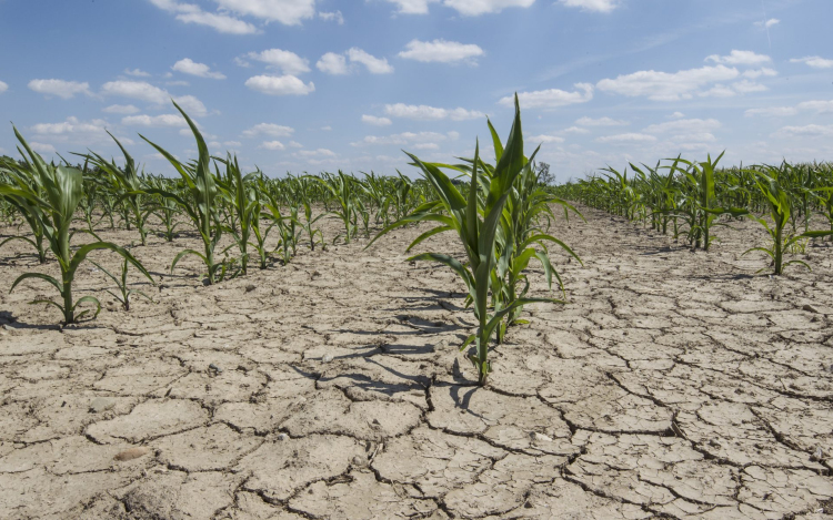 Agrometeorológia: egyre súlyosabb a mezőgazdasági aszály