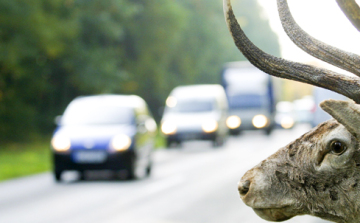 Jelentős vadveszéllyel kell számolnunk az utakon