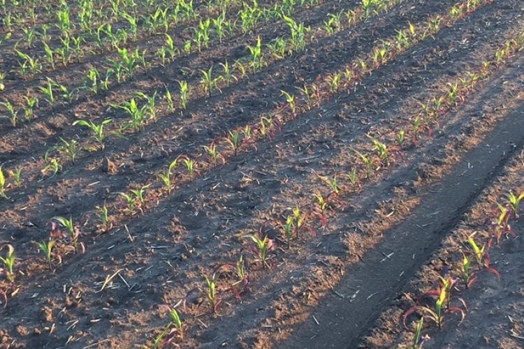 Rengeteg a teendő, javában folynak a tavaszi munkák a földeken 