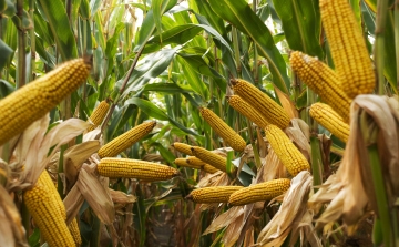 Magas termésátlaggal takarítják be a kukoricát Tolnában