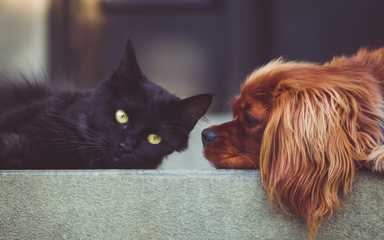 A kutyákra és macskákra is veszélyes a koronavírus
