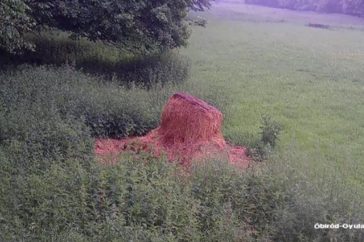 24 órás ÉLŐ vadkamera a gyulaji dámrezervátumban