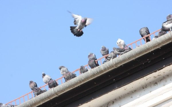Légfegyverrel sétálgatott, galambra vadászott