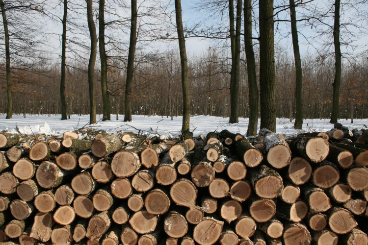 Eredményesen zárult a szociális tűzifa program a Gyulaj Zrt.-nél