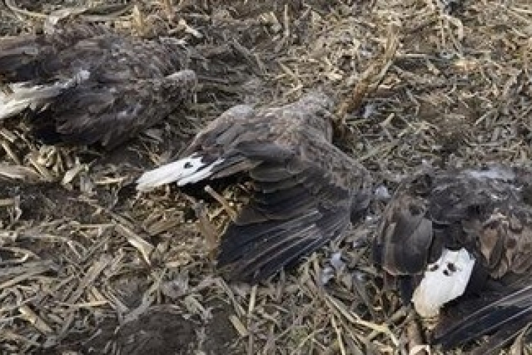 Elpusztult rétisasokat találtak Pincehely határában