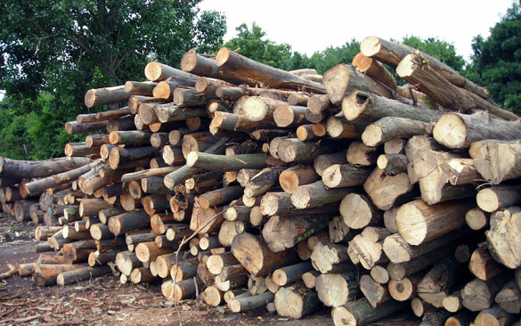 Több köbméter fát vitt haza