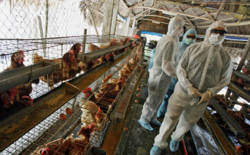 Tolna megyét eddig elkerülte a madárinfluenza