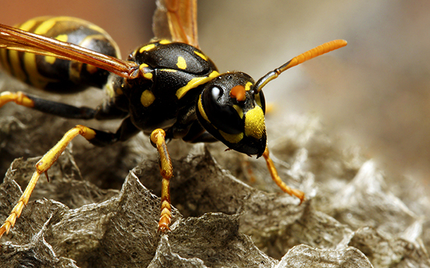 Darázs szállt az autóba, balesetet okozott a sofőr