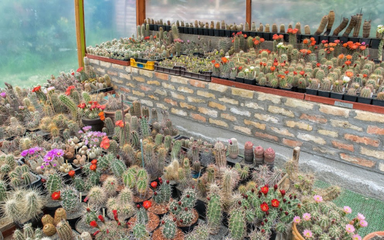 Egyedülálló télálló kaktusz gyűjtemény Tamásiban