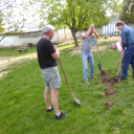 Májusfa állítás az oviban