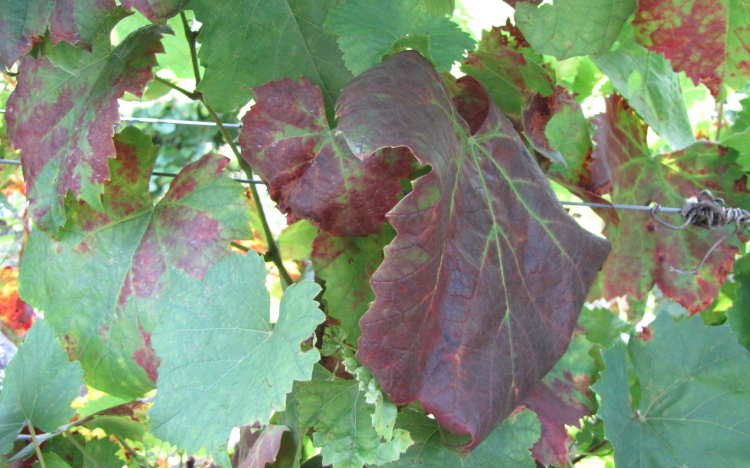 Már Tolna megyében is fellelhető a szőlő legújabb betegsége: a fitoplazma